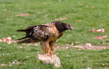 Gypaète barbu,Gypaetus barbatus, Bearded Vulture, Pyrénées