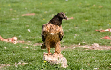 Gypaète barbu,Gypaetus barbatus, Bearded Vulture, Pyrénées