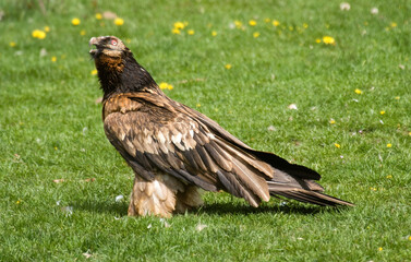 Gypaète barbu,Gypaetus barbatus, Bearded Vulture, Pyrénées