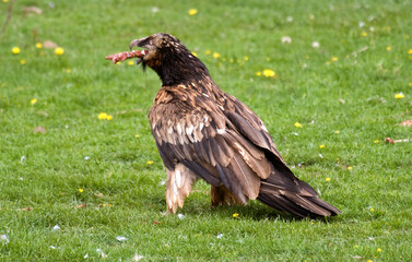 Gypaète barbu,Gypaetus barbatus, Bearded Vulture, Pyrénées