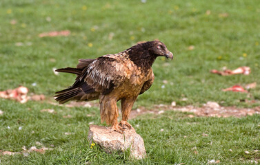 Gypaète barbu,Gypaetus barbatus, Bearded Vulture, Pyrénées