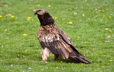 Gypaète barbu,Gypaetus barbatus, Bearded Vulture, Pyrénées