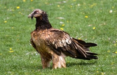 Gypaète barbu,Gypaetus barbatus, Bearded Vulture, Pyrénées