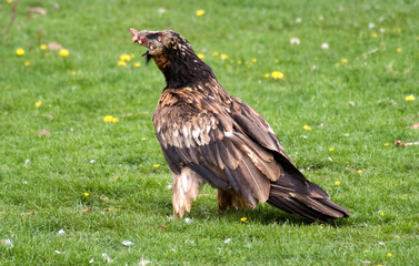 Gypaète barbu,Gypaetus barbatus, Bearded Vulture, Pyrénées