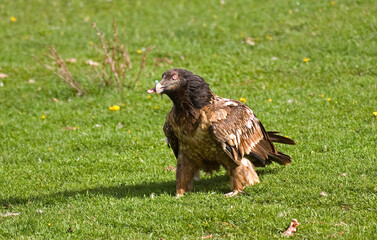 Gypaète barbu,Gypaetus barbatus, Bearded Vulture, Pyrénées