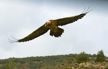 Gypaete barbu (Gypaetus barbatus )