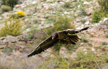 Gypaète barbu,Gypaetus barbatus, Bearded Vulture, Pyrénées