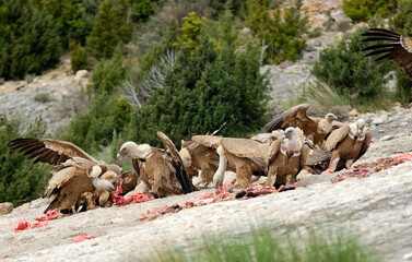 Fototapeta premium Vautour fauve, Gyps fulvus, Griffon Vulture, Pyrénées Atlantiques