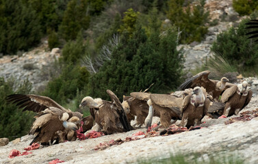 Fototapeta premium Vautour fauve, Gyps fulvus, Griffon Vulture, Pyrénées Atlantiques