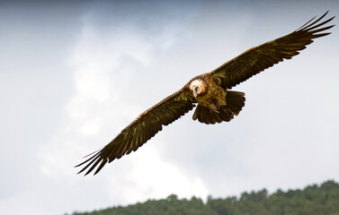 Obraz premium Gypaète barbu, jeune, Gypaetus barbatus, Bearded Vulture, Pyrénées