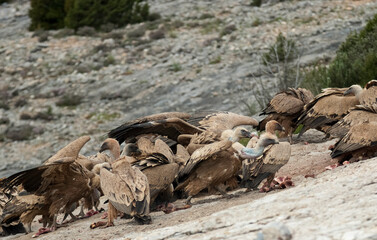 Vautour fauve,Gyps fulvus, Griffon Vulture, Pyrénées Atlantiques