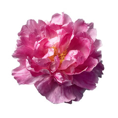 A aerial shot of one fushia peony flower
