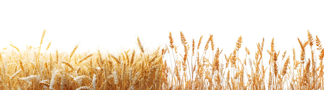Fototapeta Golden wheat stalks Perfect for agricultural and nature themes in stock images isolated on a transparent background