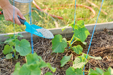 Close up of granulated fertilizers in hands, fertilizing young cucumber plants