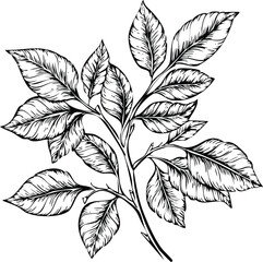 Greenery Essence: Detailed Botanical Sketch of a Leafy Stem