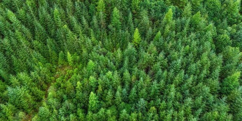 Aerial view of forest,ecosystem and healthy environment.