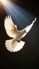 Fototapeta premium White dove in flight, radiant light (2)