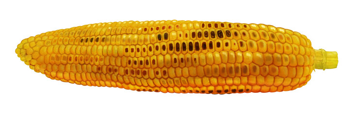 焼きとうもろこしのイラスト