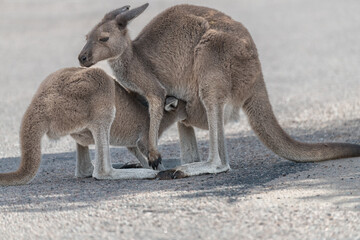 Young Kangaroo feeding at Lucky Bay in Western Australia, Australia