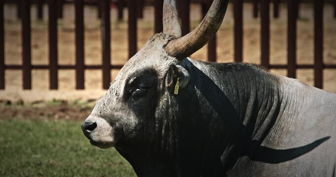 Hungarian Grey Steppe Close up. Magyar Szurke. Podolic cattle characterised by long lyre-shaped horns and a pale grey coat. Hungarian