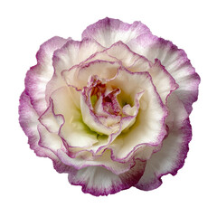 single lisianthus flowers eustoma flower head
