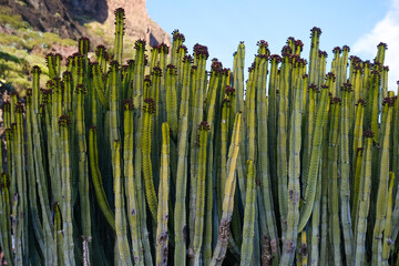 Tall green cactus plants with elongated stems and spines, thriving in a natural landscape under...
