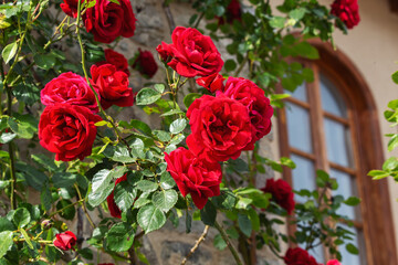 Blooming red roses climbing on stone wall near arched window in Old Bar, Montenegro