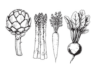 Engraved edible plants for culinary illustrations vintage menus and healthy organic food graphics