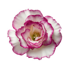 single lisianthus flowers eustoma flower head
