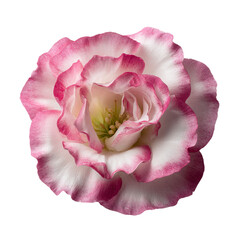 single lisianthus flowers eustoma flower head
