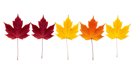 Five Maple Leaves in Gradient Autumn Colors fall maple leaf isolated on a transparent background