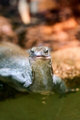 Detailed view of a resting lizard