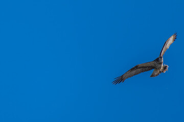 空を飛ぶミサゴ