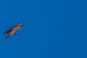 空を飛ぶミサゴ