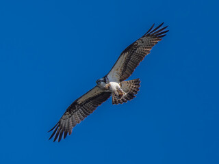 空を飛ぶミサゴ