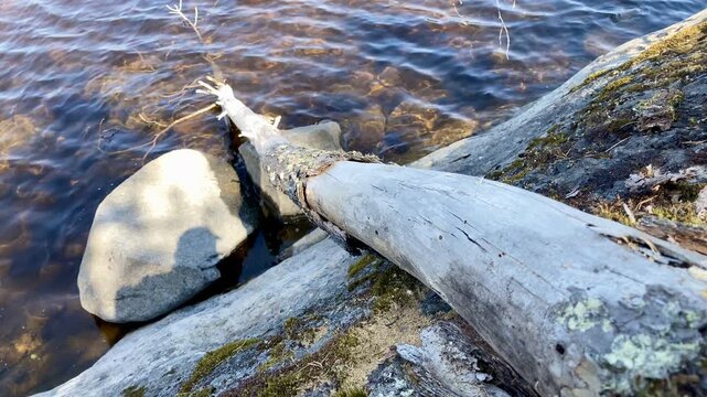 4K slow-mo: Aged kelo tree trunk  log washed ashore on Lake Saimaa's rocky coastline