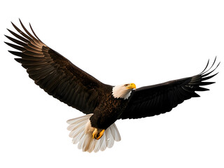 Obraz premium bald eagle isolated on white