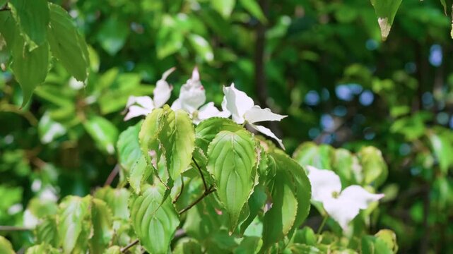 On a warm summer day, the Cronus causa sways gently in the breeze. Its white petals, like little snowflakes, adorn the green garden, bringing a sense of freshness, light, and peace.