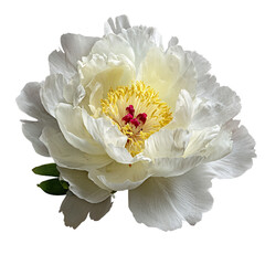 White peony flower head
