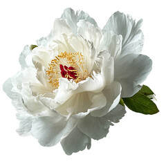 White peony flower head
