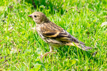 A young greenfinch bird on fresh grass in the park.