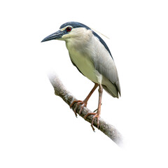 Black-crowned Night Heron perched on a branch with alert gaze and sharp beak.
