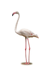 Flamingo standing tall with elegant posture and soft pink feathers.