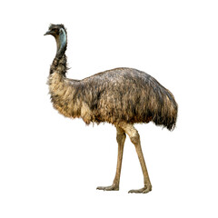 Emu standing tall with shaggy brown feathers and strong legs on white background.