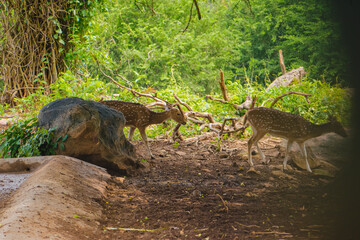 Two Axis axis deer in Karnataka, India, gracefully traverse a forest floor amidst rocks and...
