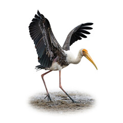 Painted Stork walking with wings outstretched, showing vivid plumage and long yellow beak.