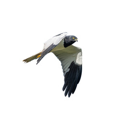 Pied Harrier gliding with sharp gaze and striking black and white wings.
