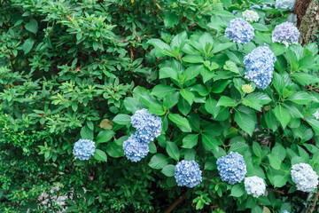 Hydrangea macrophylla Blossom in garden. Blue and purple hydrangeas flowers blooming in park