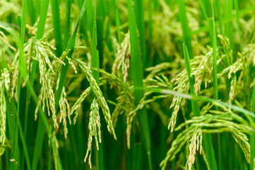 Lush Green Rice Fields Ready for Harvest Under Clear Blue Sky