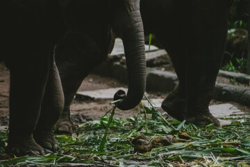 Elephant's leg and trunk detail, feeding on vegetation, Indian zoo setting.